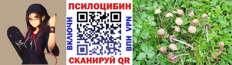 где купить Юрьев-Польский Галлюциногенные грибы прущие грибы